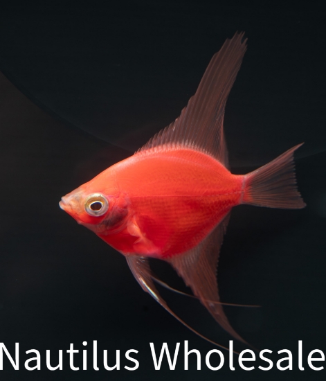 Picture of GLOFISH® STARFIRE RED® ANGEL (Very limited - speak with your rep)