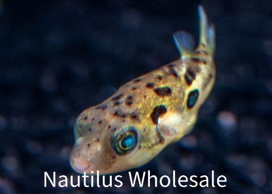 Picture of PUFFER: DWARF