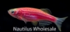 Picture of GLOFISH® : DANIO STARFIRE RED® 