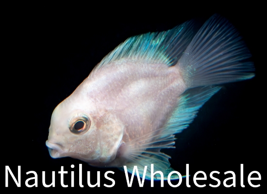 Picture of CICHLID: PLATINUM PARROT SM