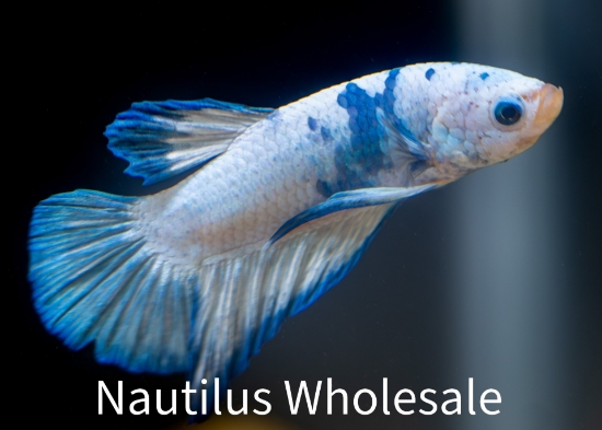 Picture of BETTA: BLUE RIM MALE *ON SPECIAL*