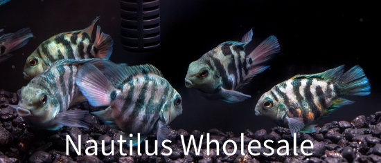 Picture of CICHLID: PARROT BLUE TIGER