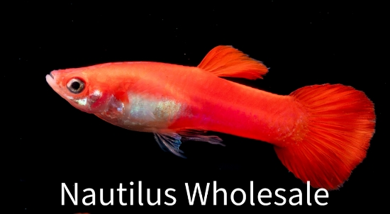 Picture of GUPPY: RED ROSE MALE *ON SPECIAL*