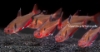 Picture of TETRA: SERPAE