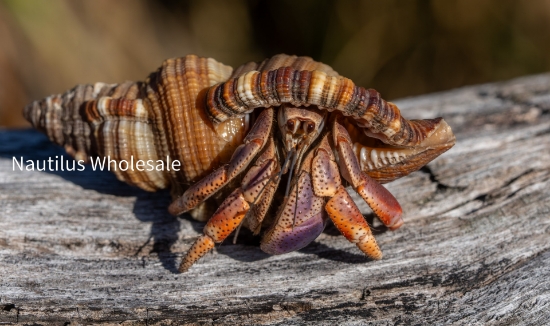 Picture of CRAB: HERMIT HAITI (LAND) 