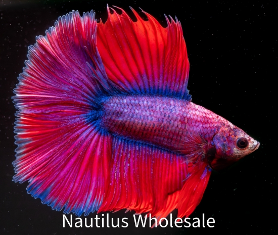 Picture of BETTA: DOUBLE TAIL HALF MOON MALE