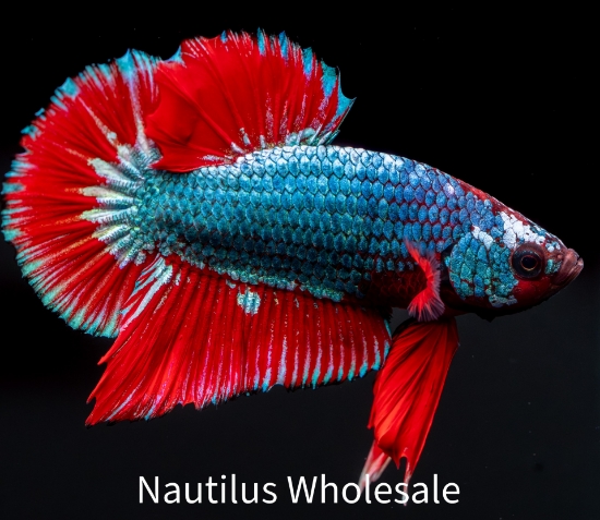 Picture of BETTA: FANCY PLAKAT MALE 