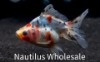 Picture of GOLDFISH: RYUKIN CALICO 8-9cm