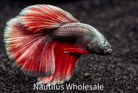 Picture of BETTA: HALFMOON ROSETAIL MALE ASST