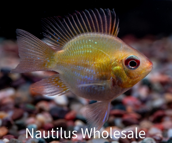 Picture of CICHLID: RAM GOLD BALLON 