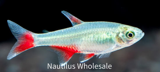 Picture of TETRA: BLOODFIN
