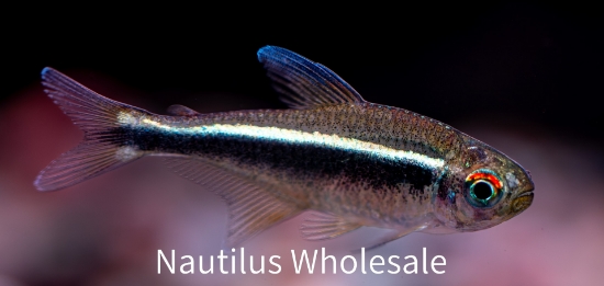 Picture of TETRA: BLACK NEON