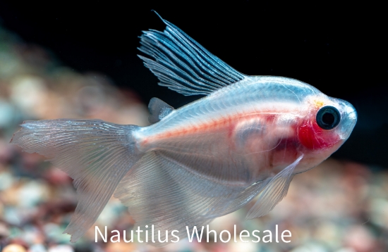 Picture of TETRA: WHITE SKIRT L/F