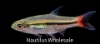 Picture of RASBORA: BRILLIANT