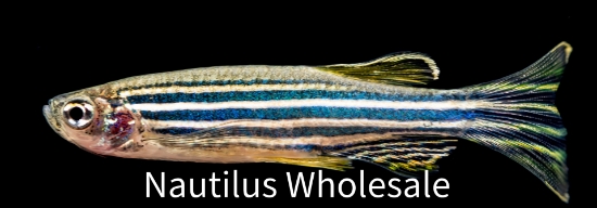 Picture of DANIO: ZEBRA LONG FIN