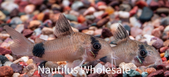 Picture of CORY: PANDA