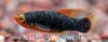 Picture of VARIATUS: NEON BLACK HI FIN