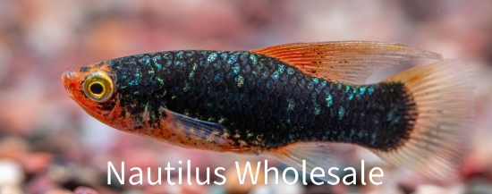 Picture of VARIATUS: NEON BLACK HI FIN