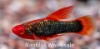 Picture of VARIATUS: NEON BLACK HI FIN