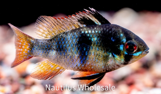 Picture of CICHLID: RAM BLACK GERMAN REG