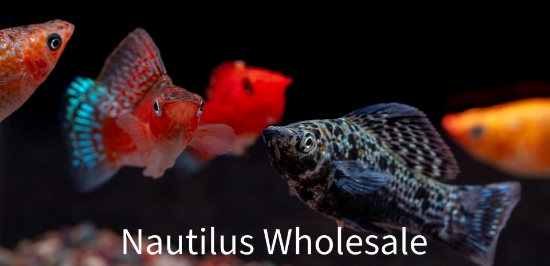 Picture of MOLLY: ASSORTED SAILFIN LG 