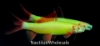 Picture of GLOFISH® : SHARK ELECTRIC GREEN® 