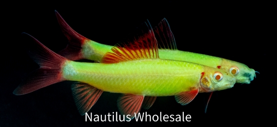 Picture of GLOFISH® : SHARK ELECTRIC GREEN® 