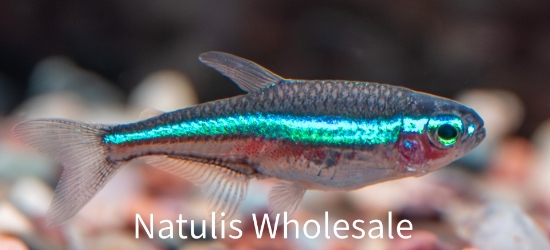 Picture of TETRA: GREEN NEON