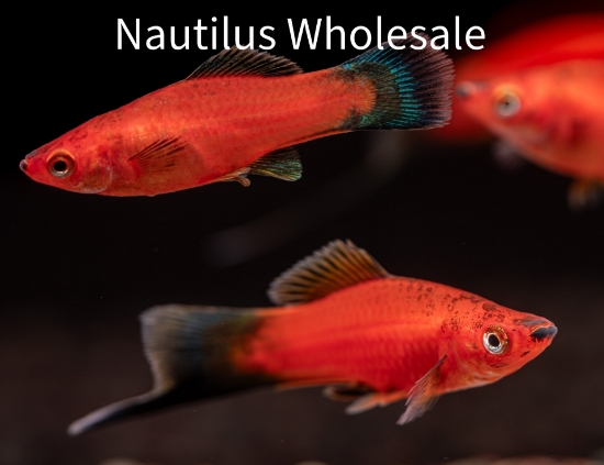 Picture of SWORD: VELVET WAG (IMPORT) 