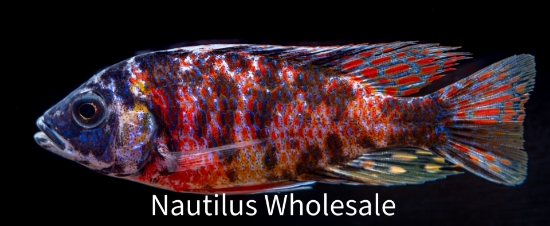 Picture of AFRICAN: PEACOCK ASST 4" (IMPORT - JUICED COLOR)