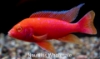 Picture of AFRICAN: PEACOCK ASST 4" (IMPORT - JUICED COLOR)