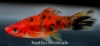 Picture of SWORD: CALICO SANKE (IMPORT)