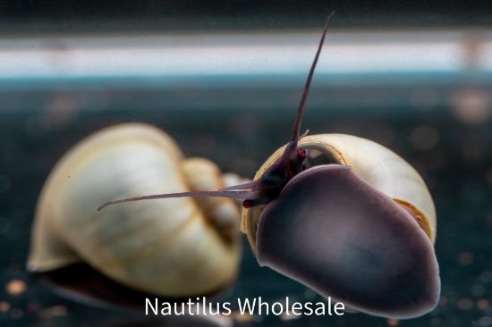 Picture of SNAIL: BLUE (NO AZ, GA, LA)