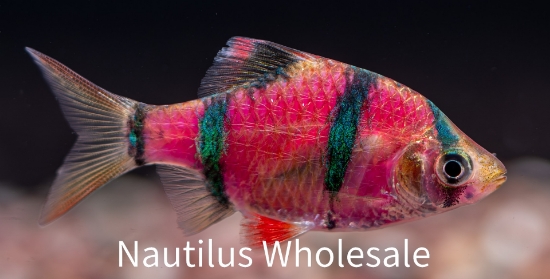 Picture of GLOFISH® : BARB GALACTIC PURPLE® (NO PR)