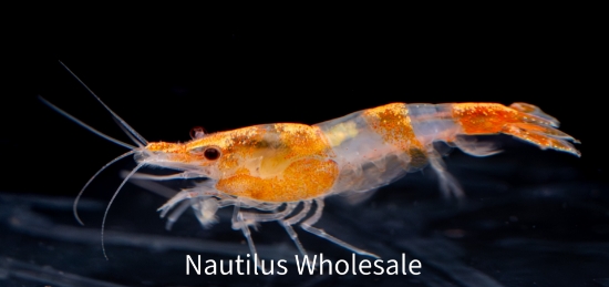Picture of SHRIMP: RILI ORANGE