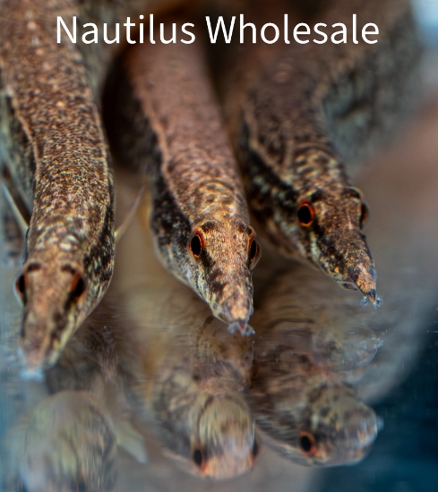 Picture of MISC: EEL ZIG ZAG