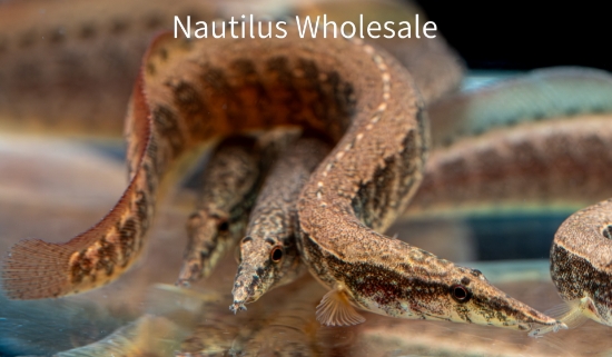 Picture of MISC: EEL ZIG ZAG 4-6''