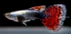Picture of GUPPY: ASST DUMBO EAR MALE 