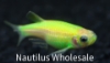 Picture of GLOFISH® : DANIO ELECTRIC GREEN® 