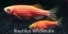 Picture of GLOFISH® : DANIO STARFIRE RED® 