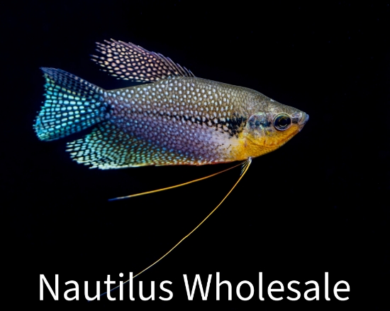 Picture of GOURAMI: PEARL LEERI