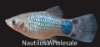 Picture of PLATY: M/M BLUE