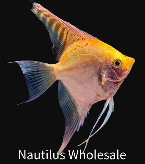 Picture of ANGEL: GOLD MD