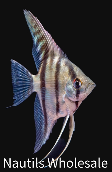 Picture of ANGEL: SILVER SELECT