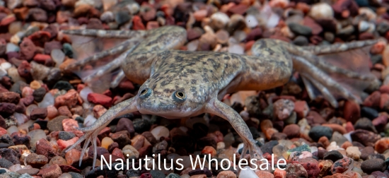 Picture of AMPHIB: FROG CLAWED (NO AZ,CA,HI,KY,NV,NJ,NC,OR,VA,WA)