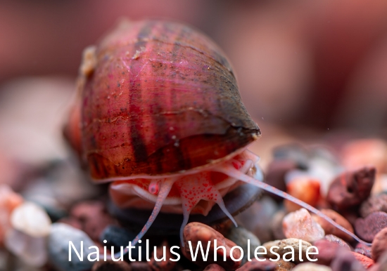 Picture of SNAIL: ALBINO (NO AZ, GA, LA)