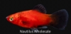 Picture of PLATY: RED WAG