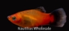 Picture of PLATY: SUNSET WAG