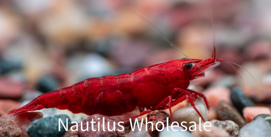 Picture of SHRIMP: RED CHERRY