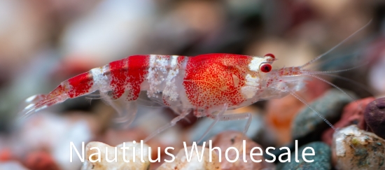 Picture of SHRIMP: RED CRYSTAL